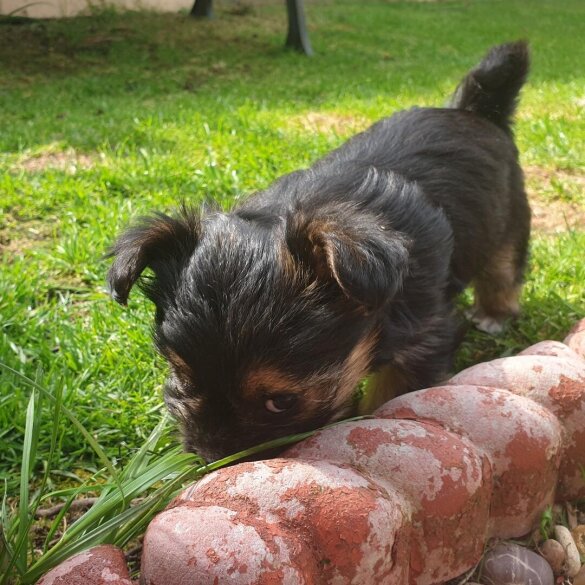 Chorkie - Bitches