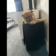 Chow Chow - Both