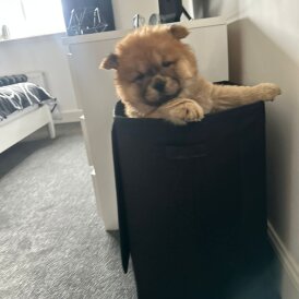 Chow Chow - Both