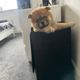 Chow Chow - Both