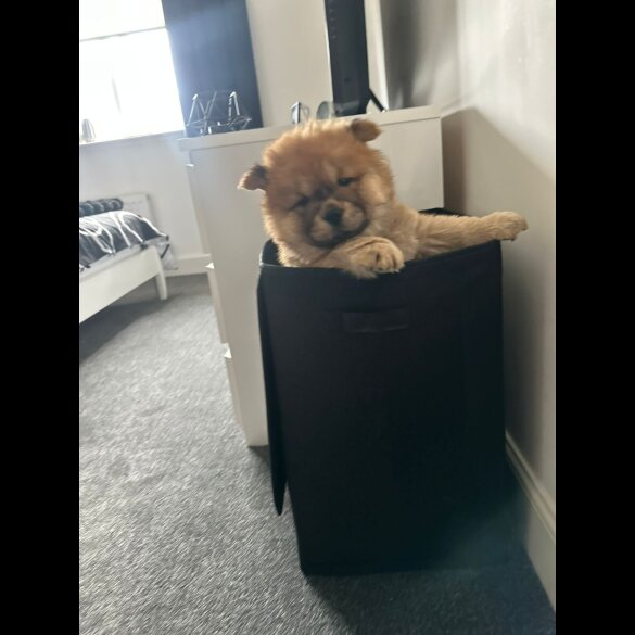 Chow Chow - Both