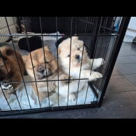 Chow Chow - Both