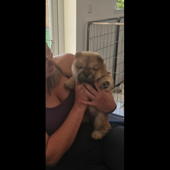 Chow Chow - Both