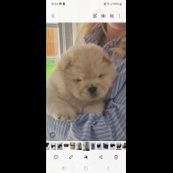 Chow Chow - Both