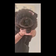 Chow Chow - Both
