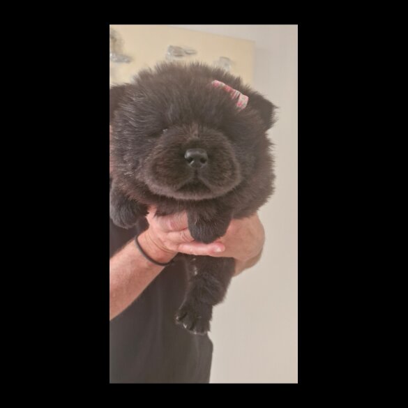 Chow Chow - Both