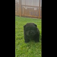 Chow Chow - Both