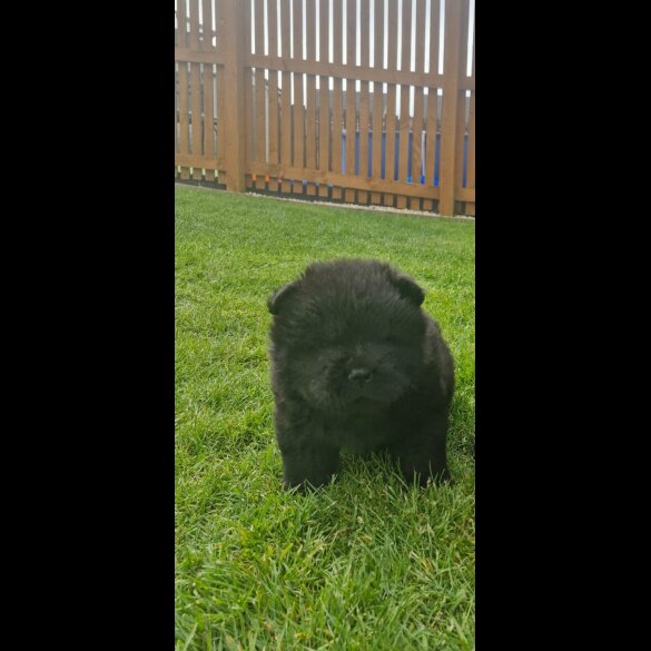 Chow Chow - Both