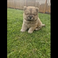Chow Chow - Both