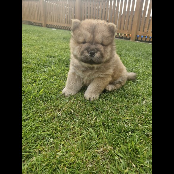 Chow Chow - Both