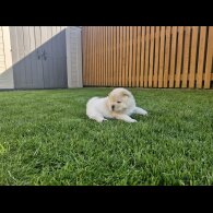 Chow Chow - Both