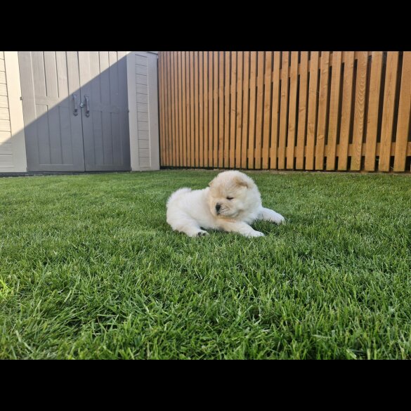 Chow Chow - Both
