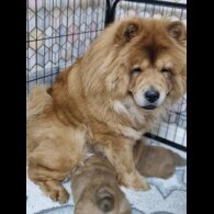 Chow Chow - Dogs