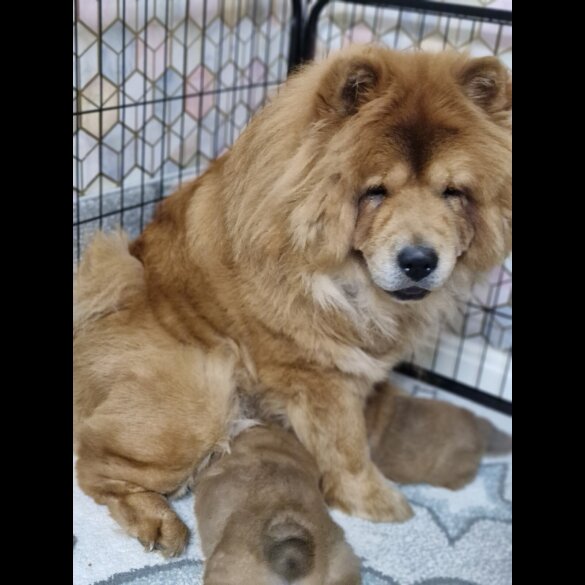Chow Chow - Dogs