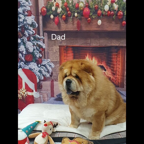 Chow Chow - Dogs