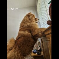 Chow Chow - Dogs