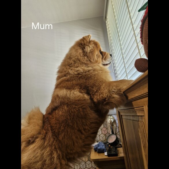 Chow Chow - Dogs