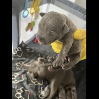 Staffordshire Bull Terrier - Both