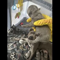 Staffordshire Bull Terrier - Both