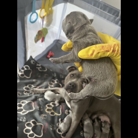 Staffordshire Bull Terrier - Both