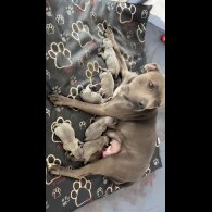 Staffordshire Bull Terrier - Both