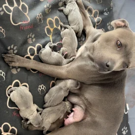 Staffordshire Bull Terrier - Both