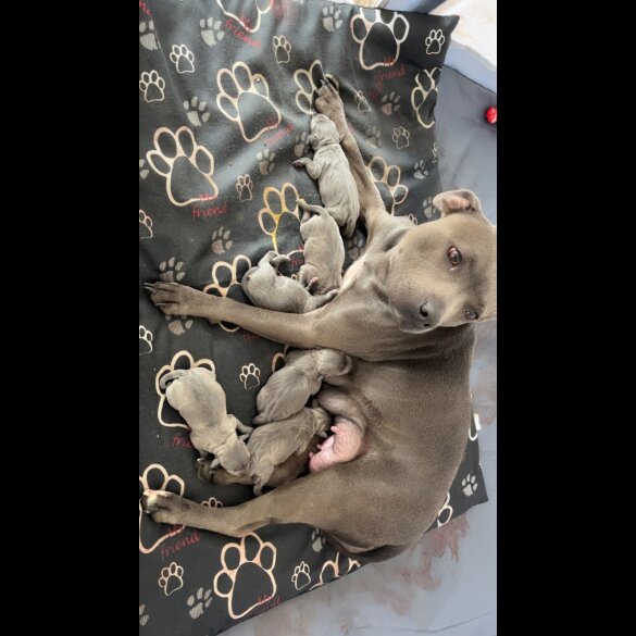 Staffordshire Bull Terrier - Both