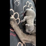 Staffordshire Bull Terrier - Both