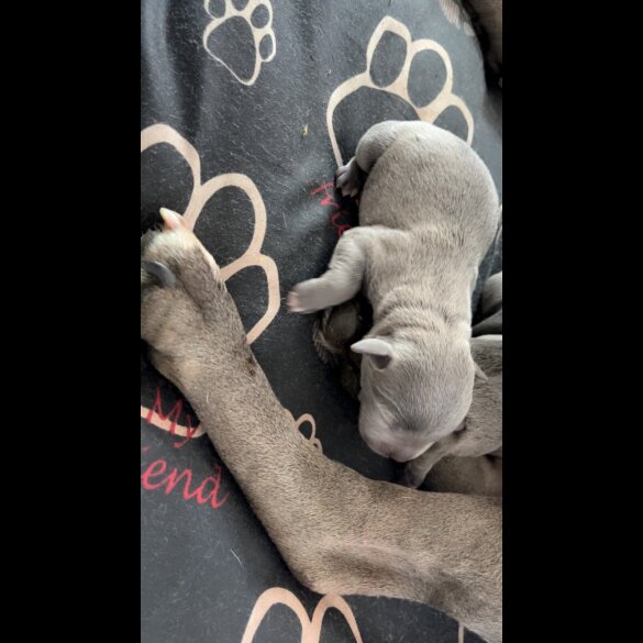 Staffordshire Bull Terrier - Both