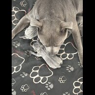 Staffordshire Bull Terrier - Both