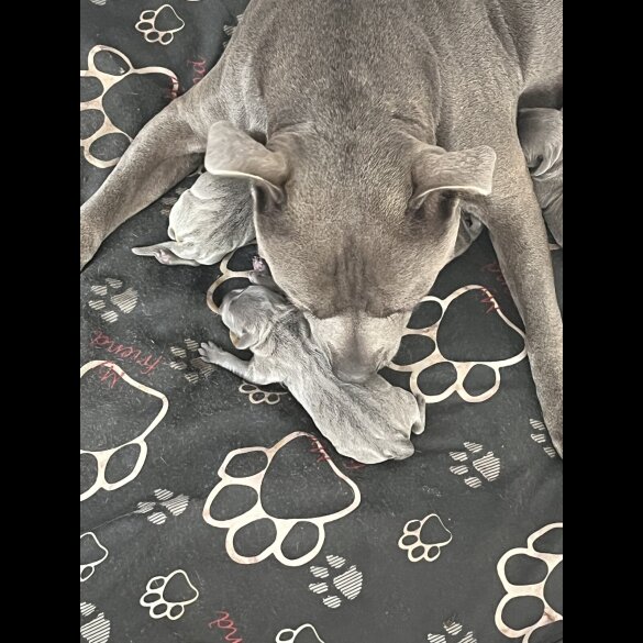 Staffordshire Bull Terrier - Both