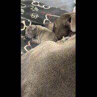 Staffordshire Bull Terrier - Both