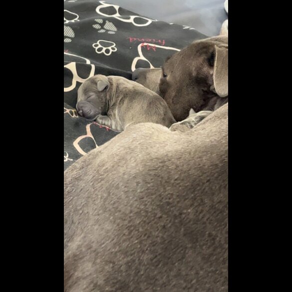 Staffordshire Bull Terrier - Both