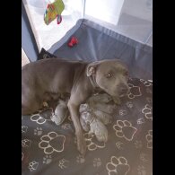 Staffordshire Bull Terrier - Both