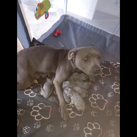 Staffordshire Bull Terrier - Both