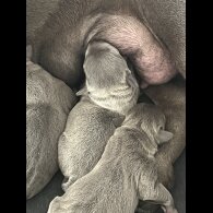 Staffordshire Bull Terrier - Both