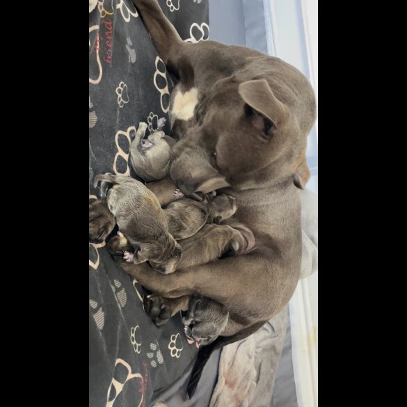 Staffordshire Bull Terrier - Both