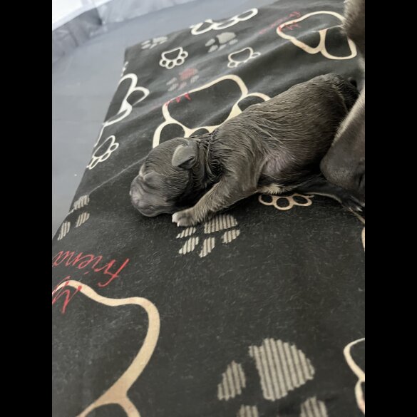Staffordshire Bull Terrier - Both