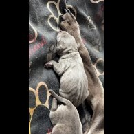 Staffordshire Bull Terrier - Both