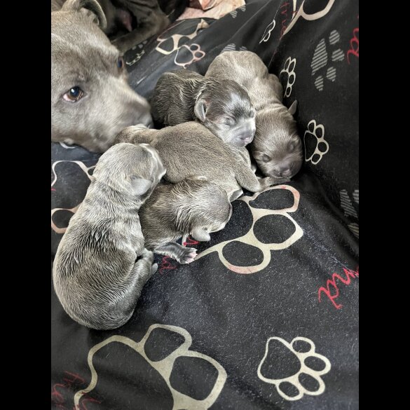 Staffordshire Bull Terrier - Both