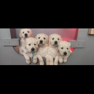 Golden Retriever - Both