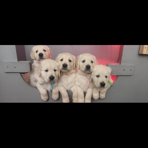Golden Retriever - Both