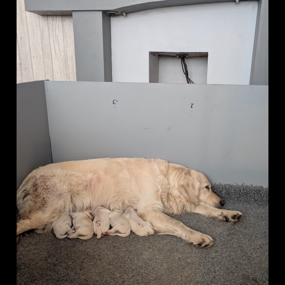 Golden Retriever - Both