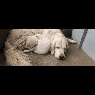 Golden Retriever - Both