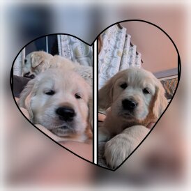 Golden Retriever - Both