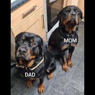 Rottweiler - Both