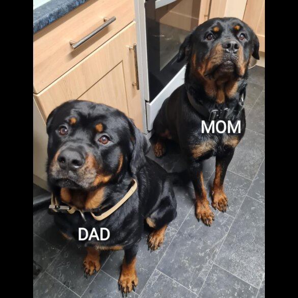 Rottweiler - Both