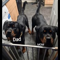 Rottweiler - Both