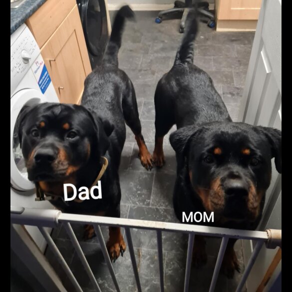 Rottweiler - Both