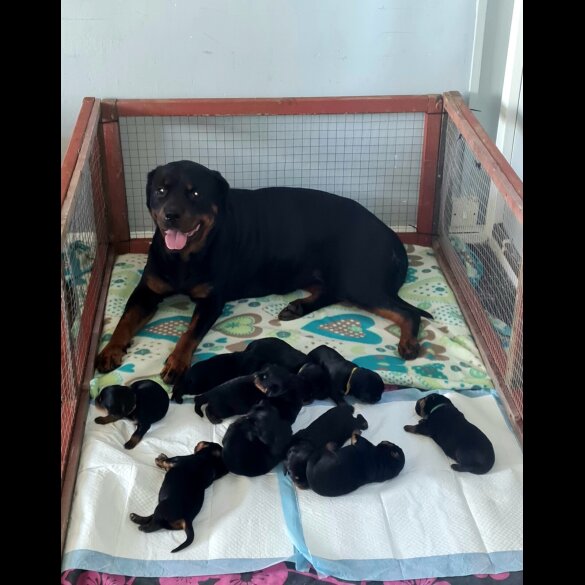 Rottweiler - Both